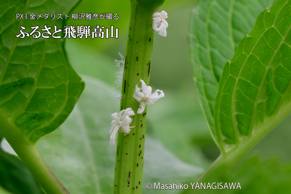 飛騨高山に棲むアオバハゴロモの幼虫の写真です。