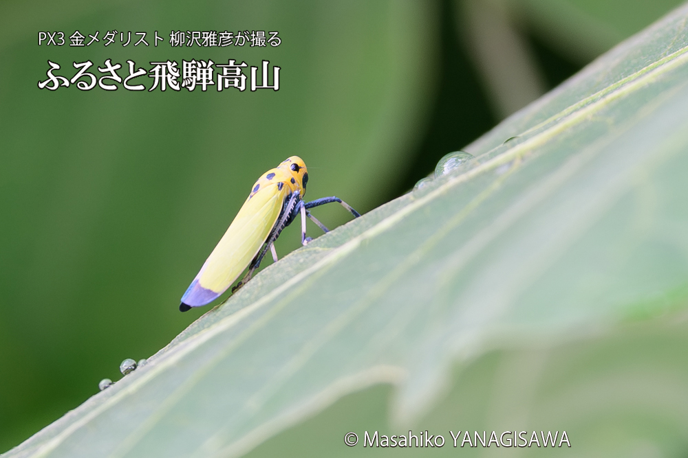 飛騨高山に棲むツマグロオオヨコバイの写真です。