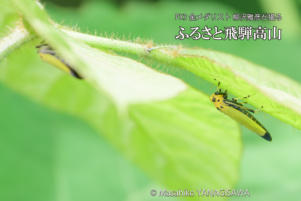 飛騨高山に棲むツマグロオオヨコバイの写真です。