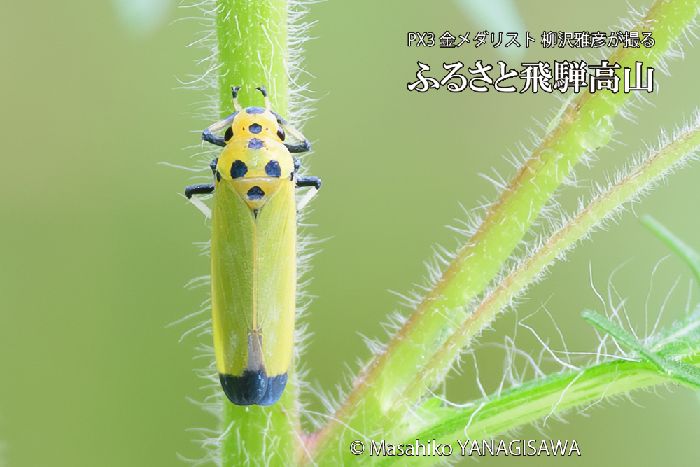 飛騨高山に棲むツマグロオオヨコバイの写真です。