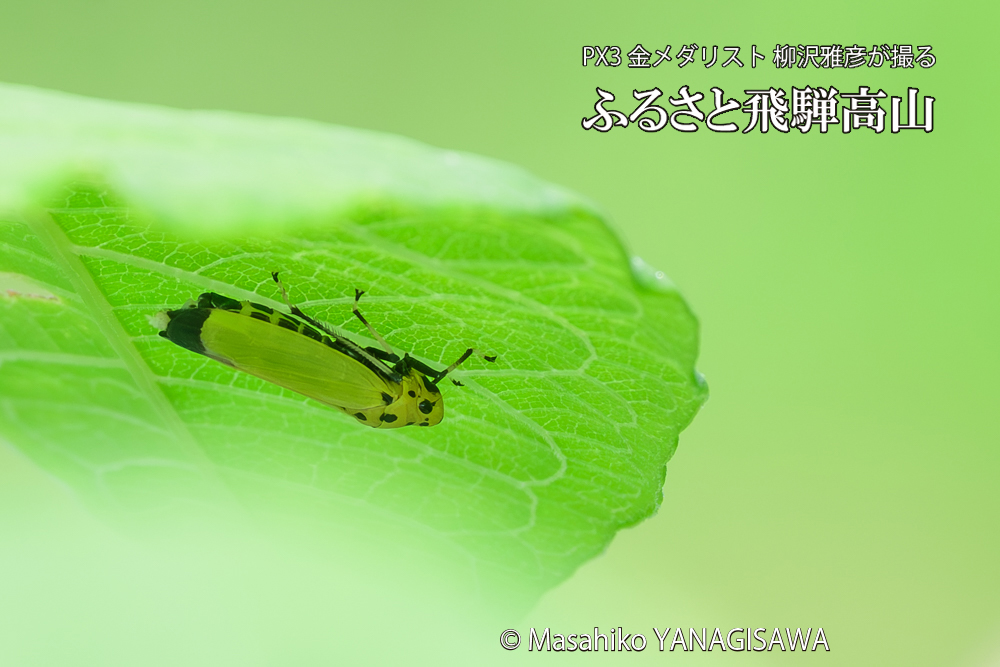 飛騨高山に棲むツマグロオオヨコバイの写真です。