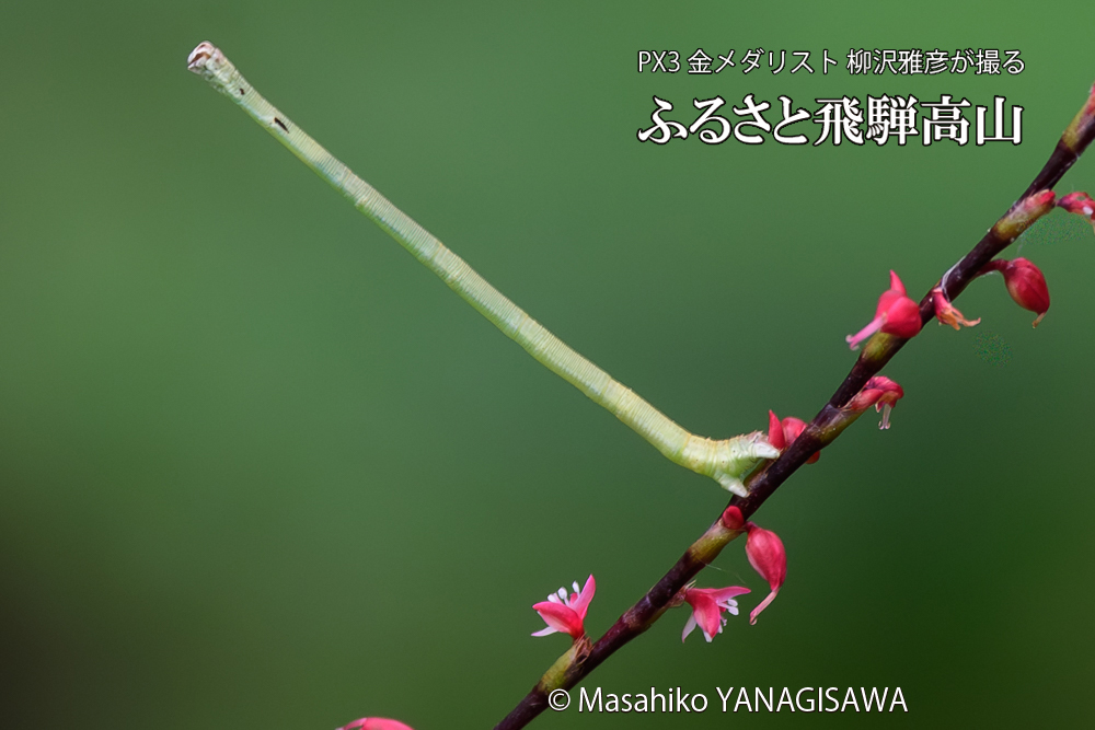 飛騨高山に棲むシャクトリムシの写真です。