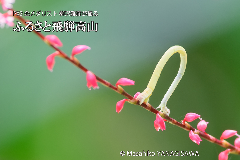 飛騨高山に棲むシャクトリムシの写真です。