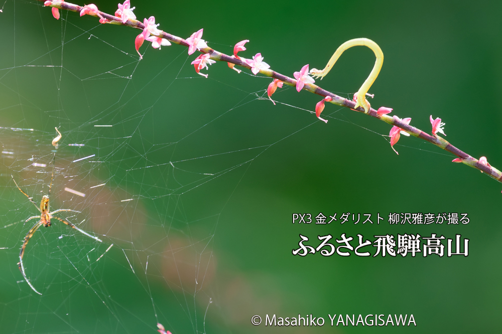 飛騨高山に棲むシャクトリムシの写真です。