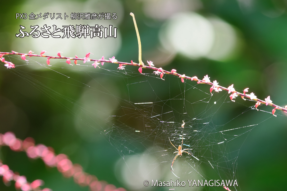 飛騨高山に棲むシャクトリムシの写真です。