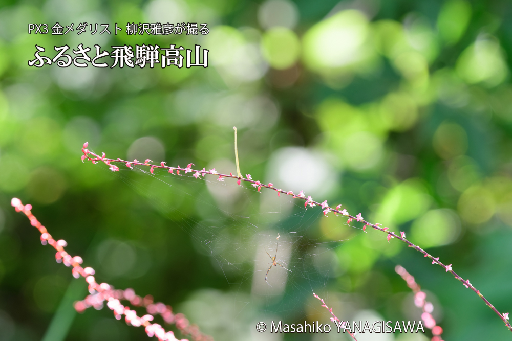 飛騨高山に棲むシャクトリムシの写真です。