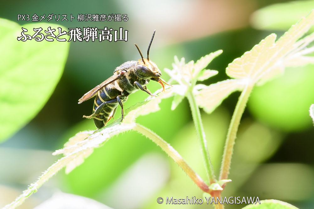飛騨高山に棲むバラハキリバチの写真です。
