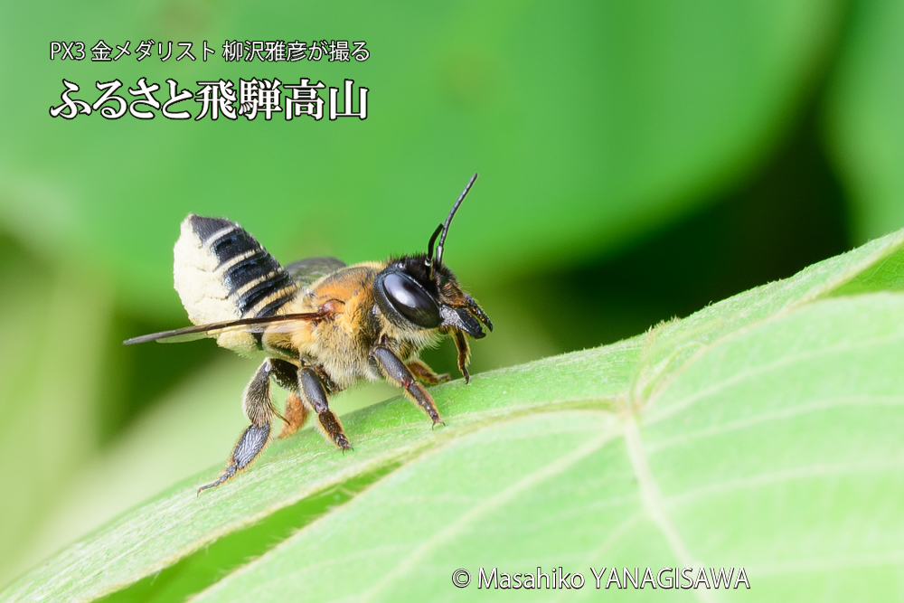 飛騨高山に棲むバラハキリバチの写真です。