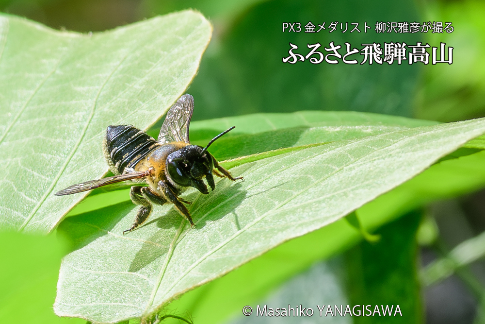 飛騨高山に棲むバラハキリバチの写真です。