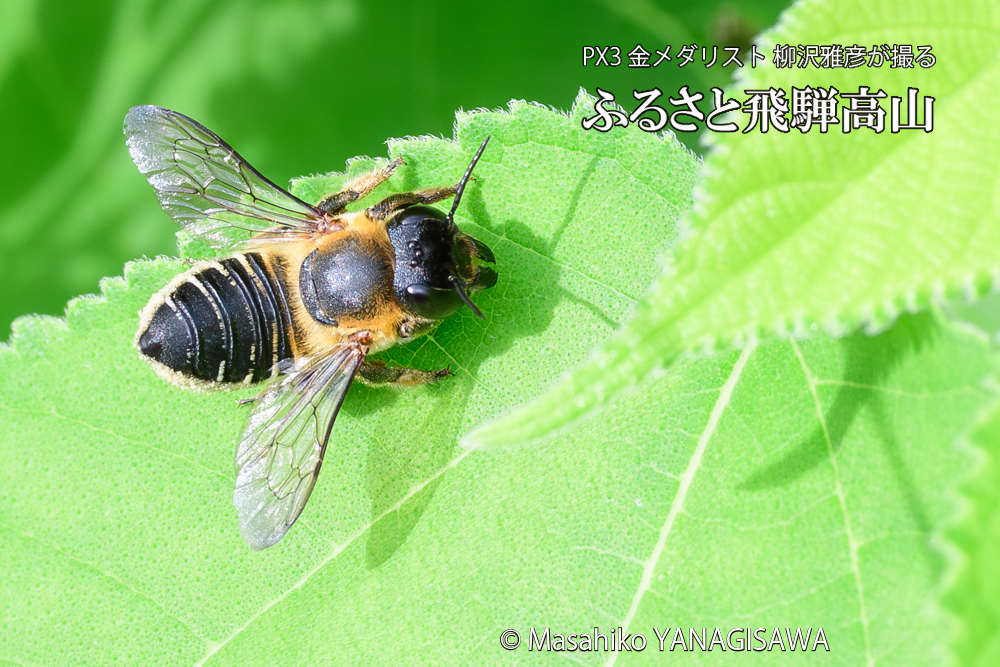 飛騨高山に棲むバラハキリバチの写真です。