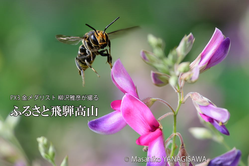 飛騨高山に棲むバラハキリバチの写真です。
