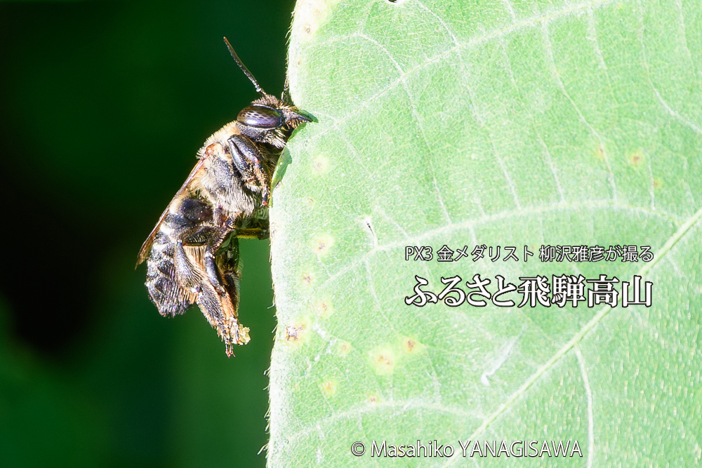 飛騨高山に棲むバラハキリバチの写真です。