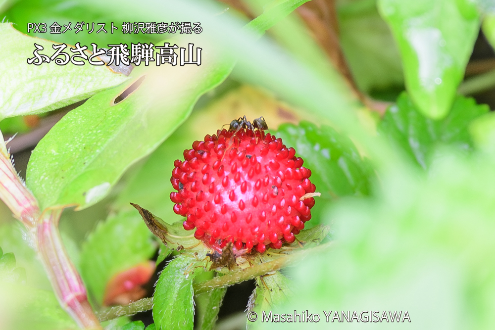 飛騨高山に棲むアリの写真です。