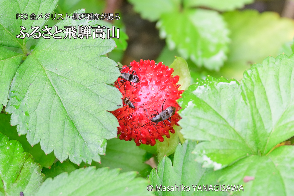 飛騨高山に棲むシロヘリナガカメムシ幼虫の写真です。