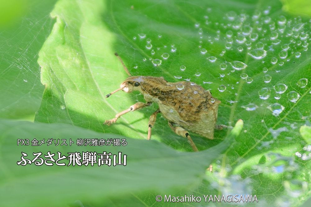 飛騨高山に棲むシロコブゾウムシとカツオゾウムシが、クモの巣に乱入している様子の写真です。