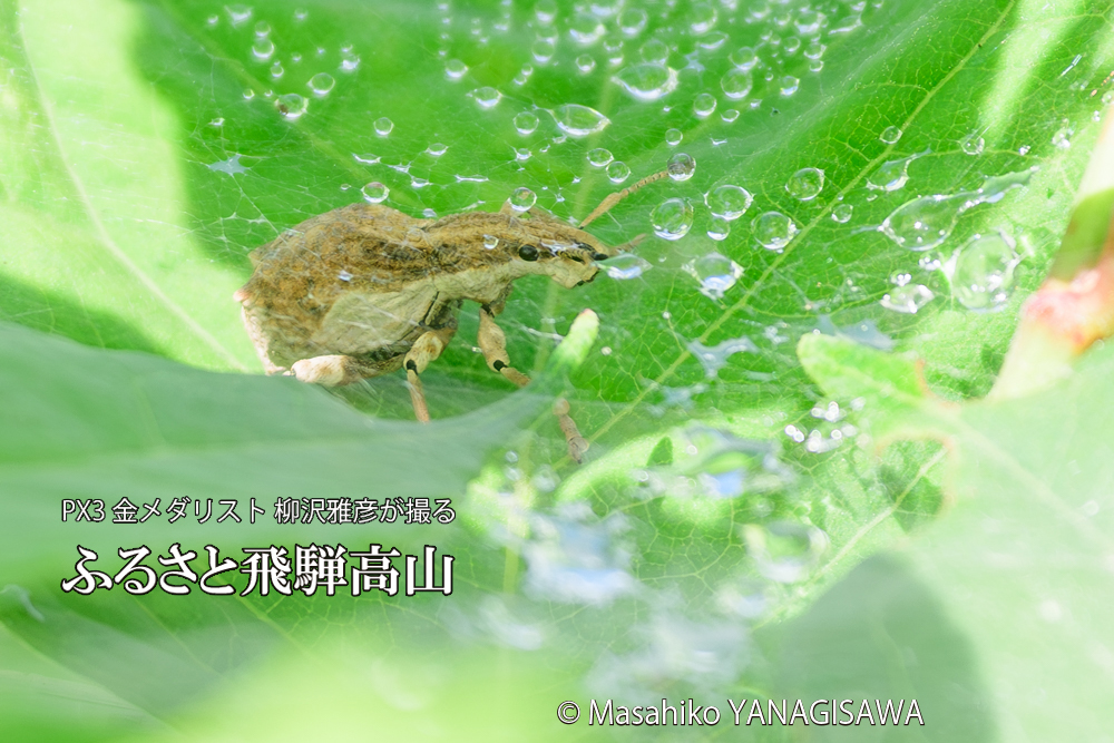 飛騨高山に棲むシロコブゾウムシとカツオゾウムシが、クモの巣に乱入している様子の写真です。