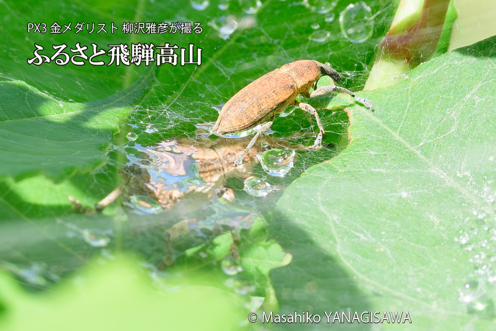 飛騨高山に棲むシロコブゾウムシとカツオゾウムシが、クモの巣に乱入している様子の写真です。