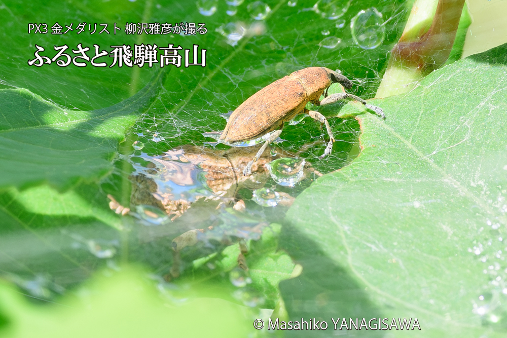 飛騨高山に棲むシロコブゾウムシとカツオゾウムシが、クモの巣に乱入している様子の写真です。