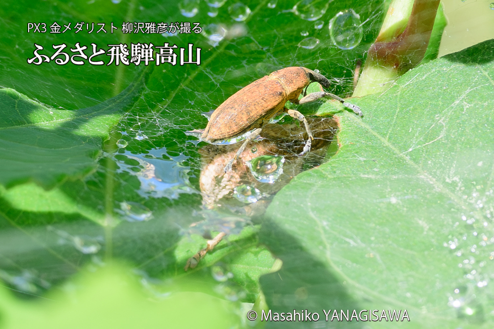 飛騨高山に棲むシロコブゾウムシとカツオゾウムシが、クモの巣に乱入している様子の写真です。