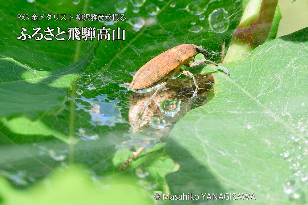 飛騨高山に棲むシロコブゾウムシとカツオゾウムシが、クモの巣に乱入している様子の写真です。