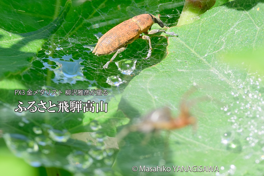 飛騨高山に棲むシロコブゾウムシとカツオゾウムシが、クモの巣に乱入している様子の写真です。