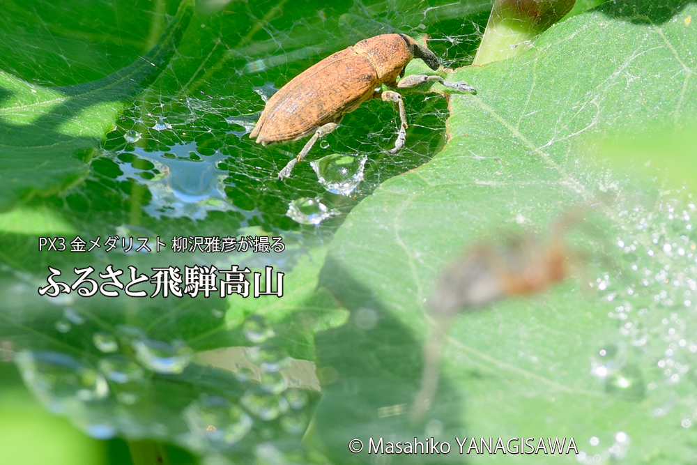 飛騨高山に棲むシロコブゾウムシとカツオゾウムシが、クモの巣に乱入している様子の写真です。