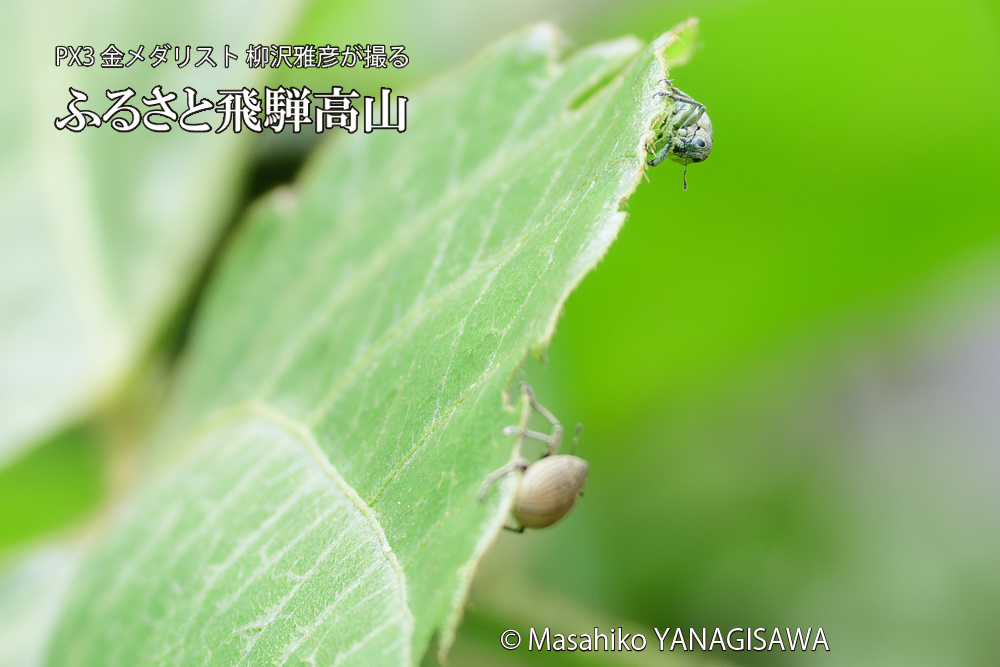 飛騨高山に棲むコフキゾウムシの写真です。