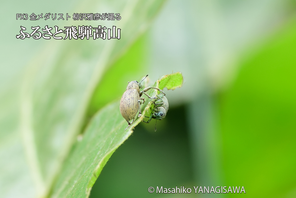飛騨高山に棲むコフキゾウムシの写真です。