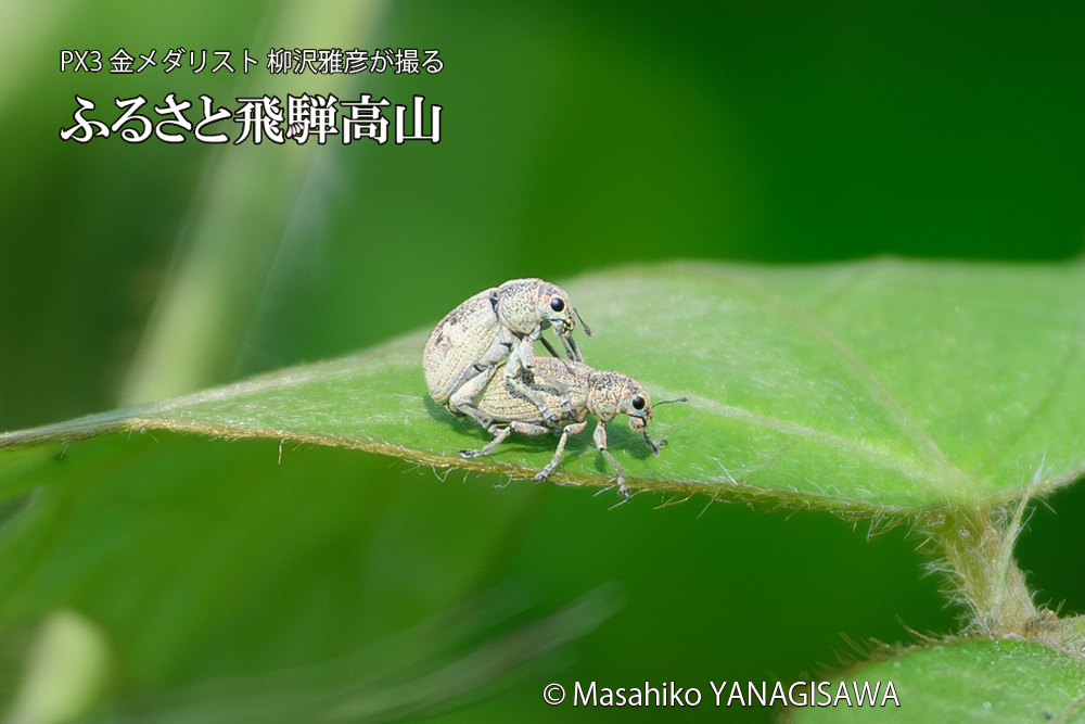 飛騨高山に棲むコフキゾウムシの写真です。