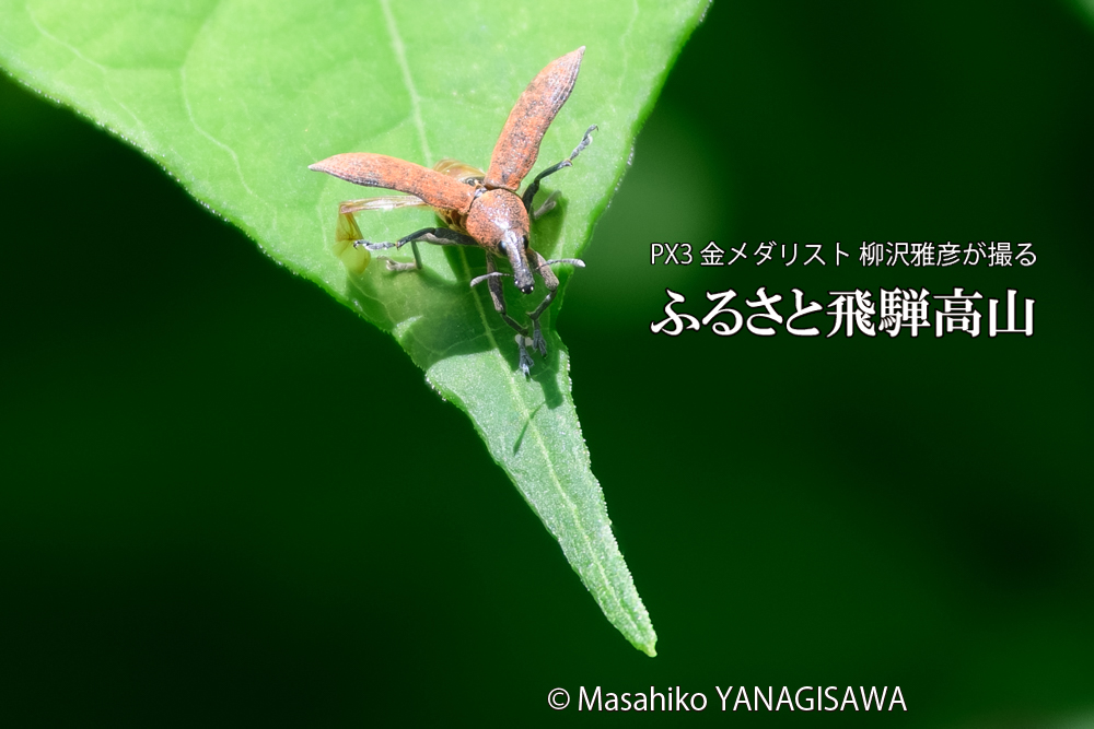 飛騨高山に棲むカツオゾウムシの写真です。