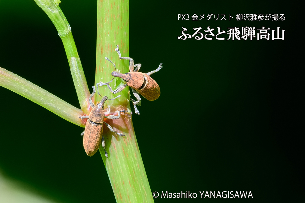 飛騨高山に棲むカツオゾウムシの写真です。