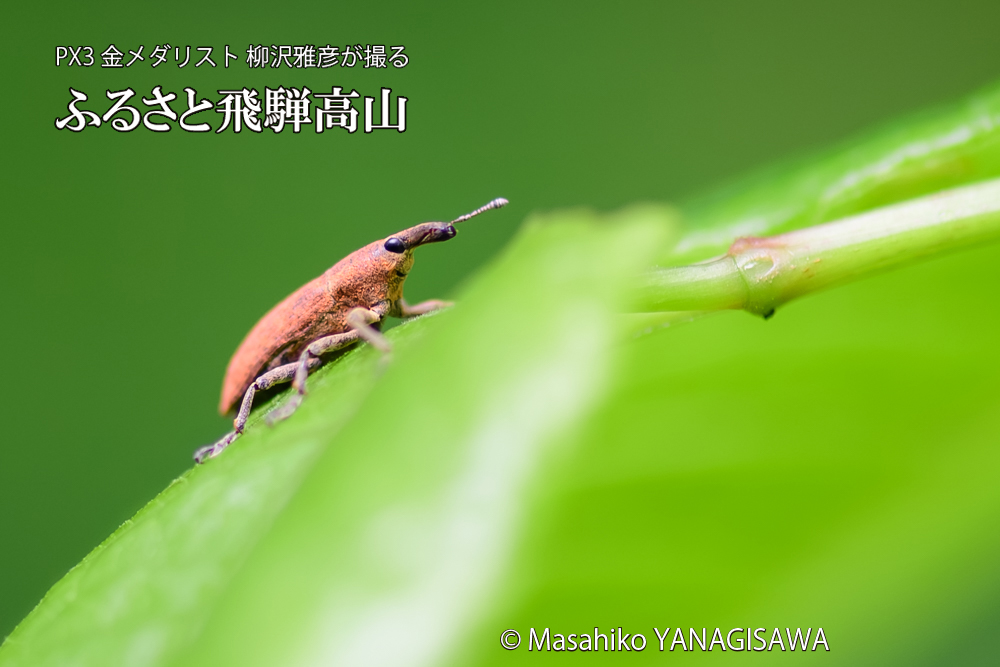 飛騨高山に棲むカツオゾウムシの写真です。