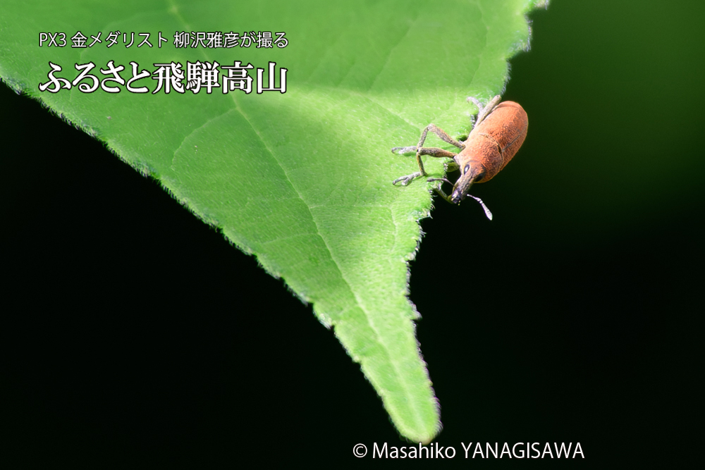 飛騨高山に棲むカツオゾウムシの写真です。