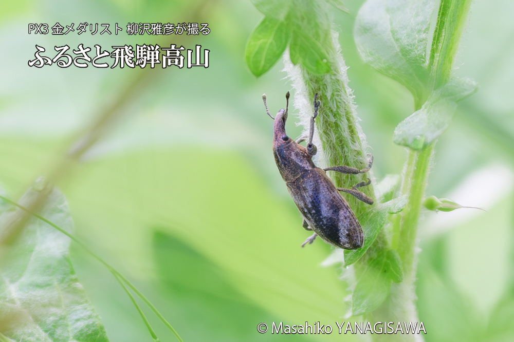 飛騨高山に棲むハスジカツオゾウムシの写真です。