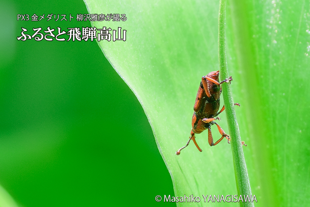 飛騨高山に棲むトオシオサゾウムシの写真です。