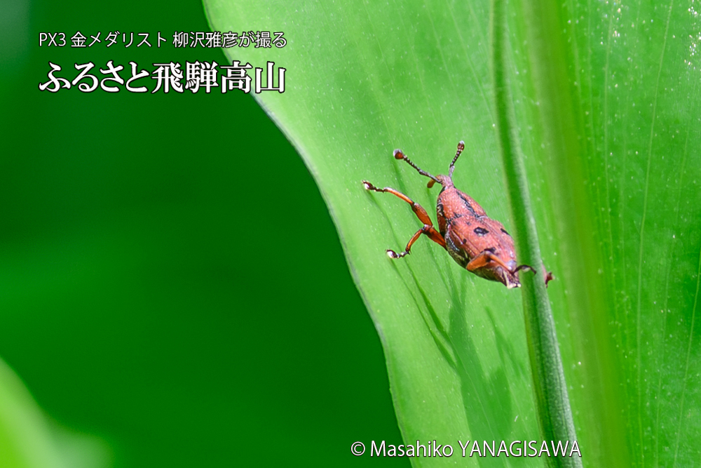 飛騨高山に棲むトオシオサゾウムシの写真です。