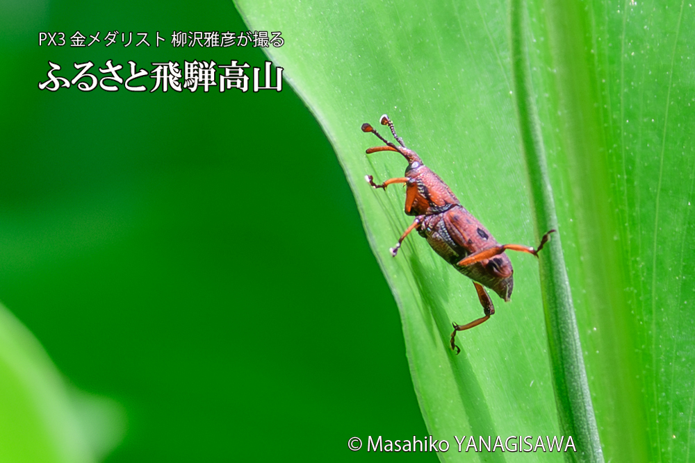 飛騨高山に棲むトオシオサゾウムシの写真です。