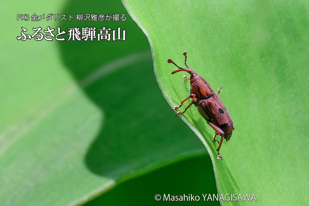 飛騨高山に棲むトオシオサゾウムシの写真です。