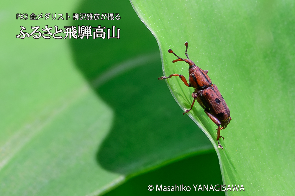 飛騨高山に棲むトオシオサゾウムシの写真です。