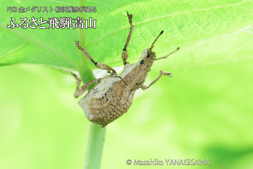 飛騨高山に棲むシロコブゾウムシの写真です。