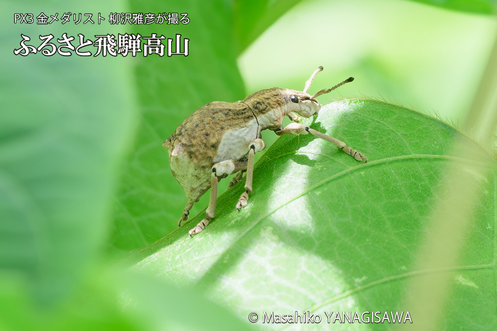 飛騨高山に棲むシロコブゾウムシの写真です。