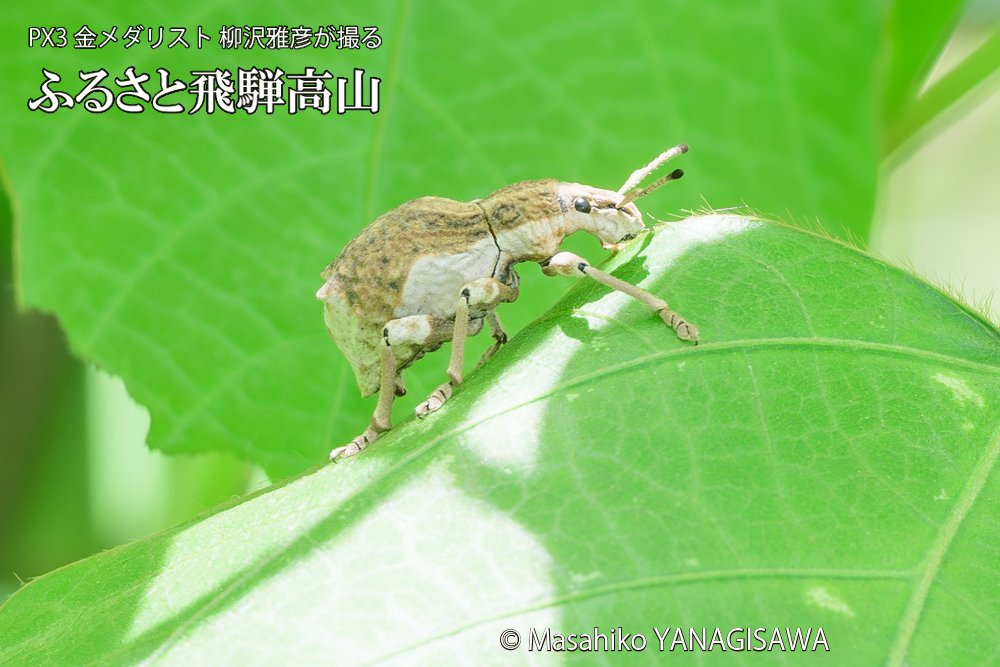 飛騨高山に棲むシロコブゾウムシの写真です。