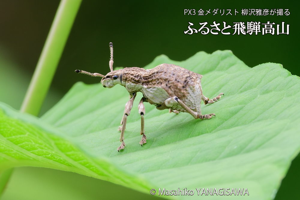 飛騨高山に棲むシロコブゾウムシの写真です。