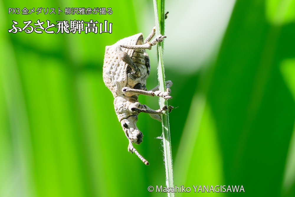 飛騨高山に棲むシロコブゾウムシの写真です。