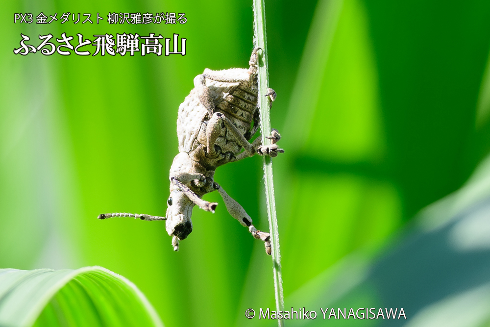 飛騨高山に棲むシロコブゾウムシの写真です。