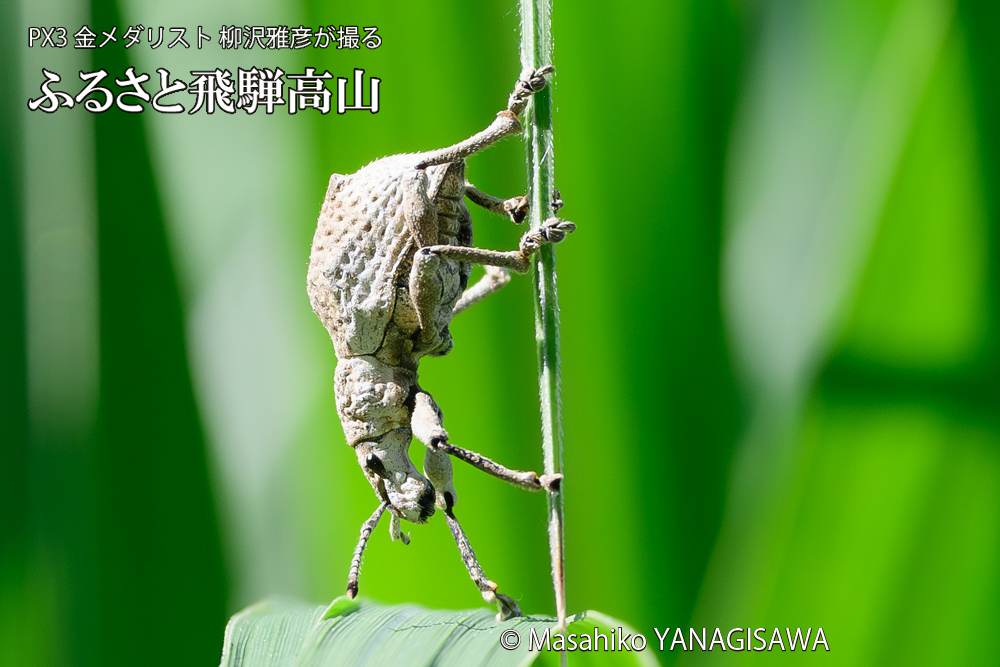 飛騨高山に棲むシロコブゾウムシの写真です。