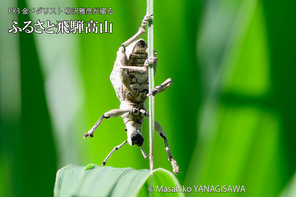 飛騨高山に棲むシロコブゾウムシの写真です。