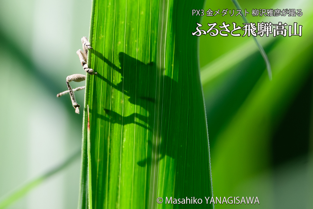 飛騨高山に棲むシロコブゾウムシの写真です。