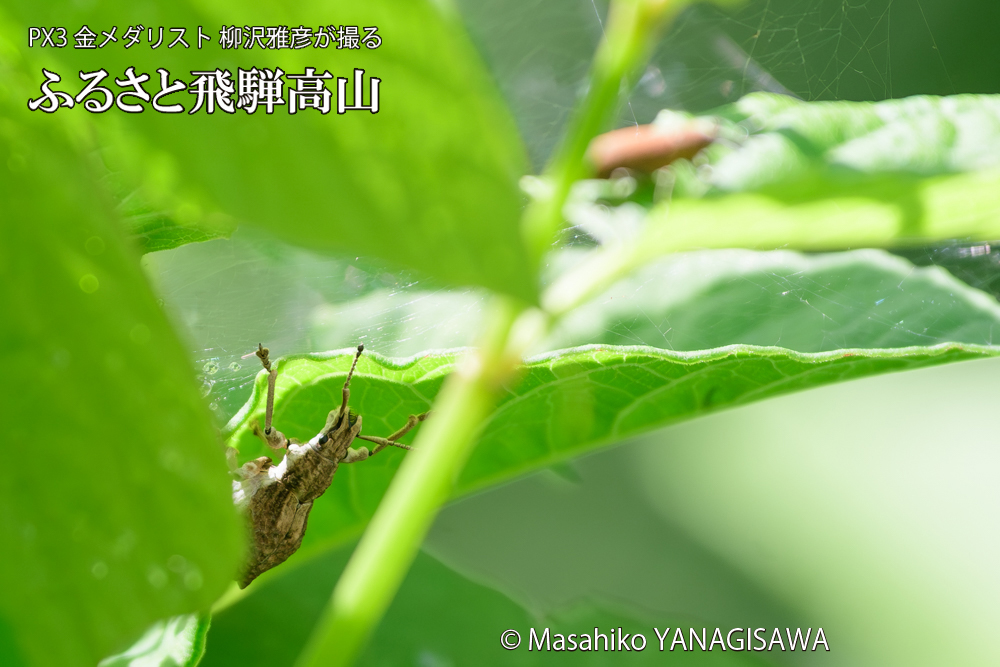飛騨高山に棲むシロコブゾウムシの写真です。