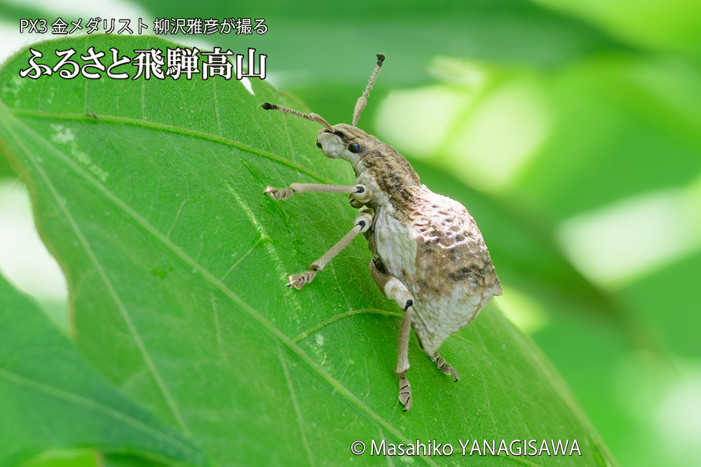 飛騨高山に棲むシロコブゾウムシの写真です。